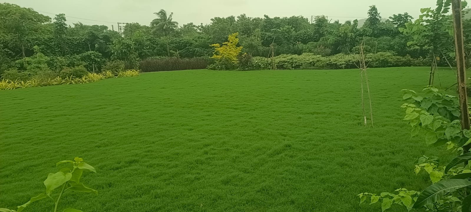 Organic kitchen garden design in Alibag