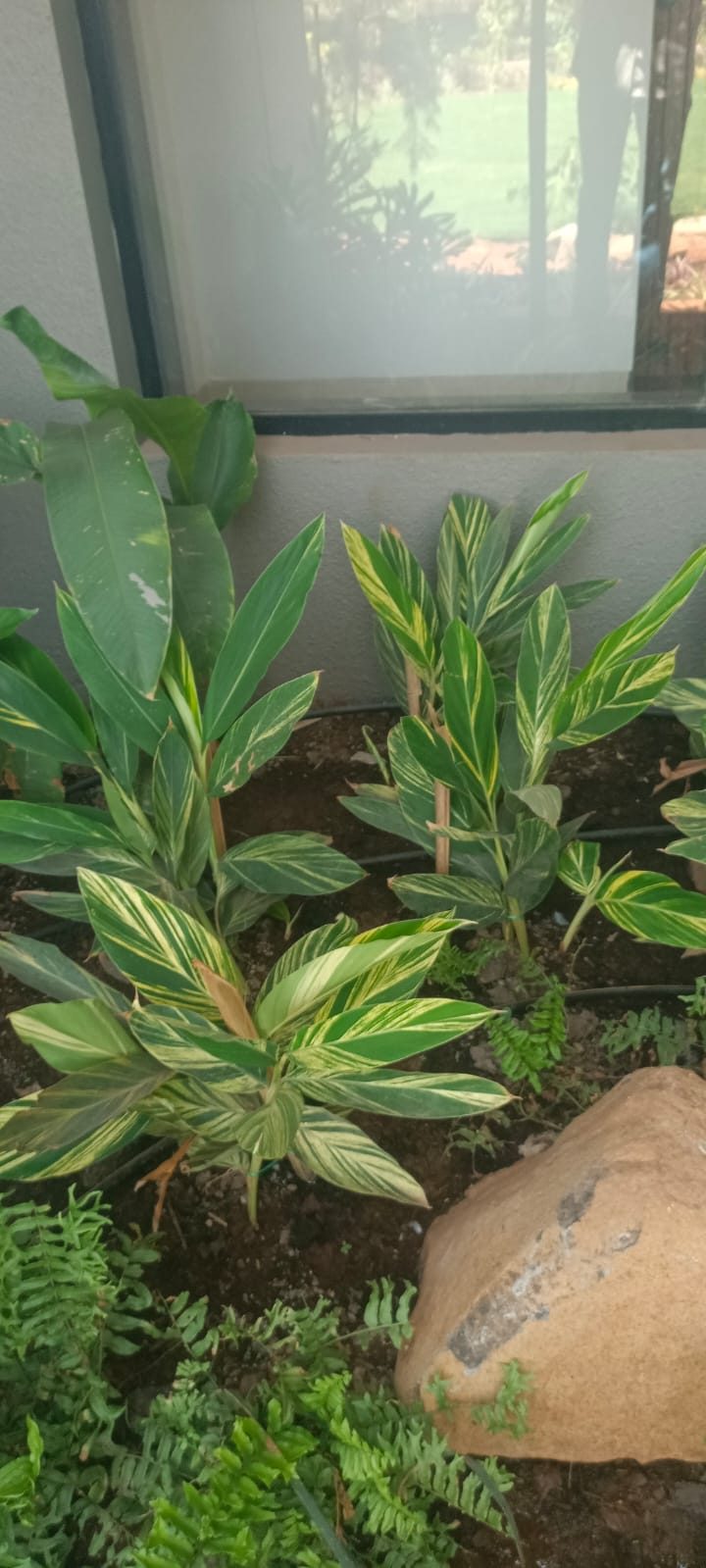 Raised bed vegetable farm on private estate, Alibag