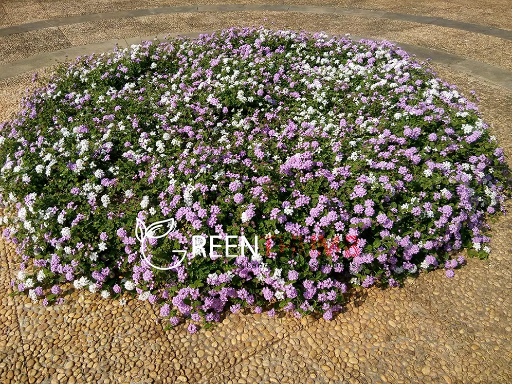 Villa garden maintenance and care services Alibag