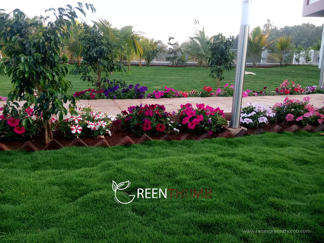 Plant supply and nursery service Alibag — Rane's Green Thumb